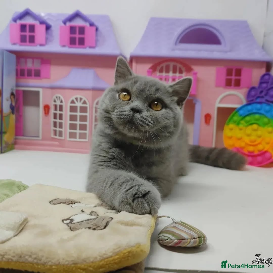 British Shorthair cats for sale: Blue British Shorthair Kittens - Advert 13