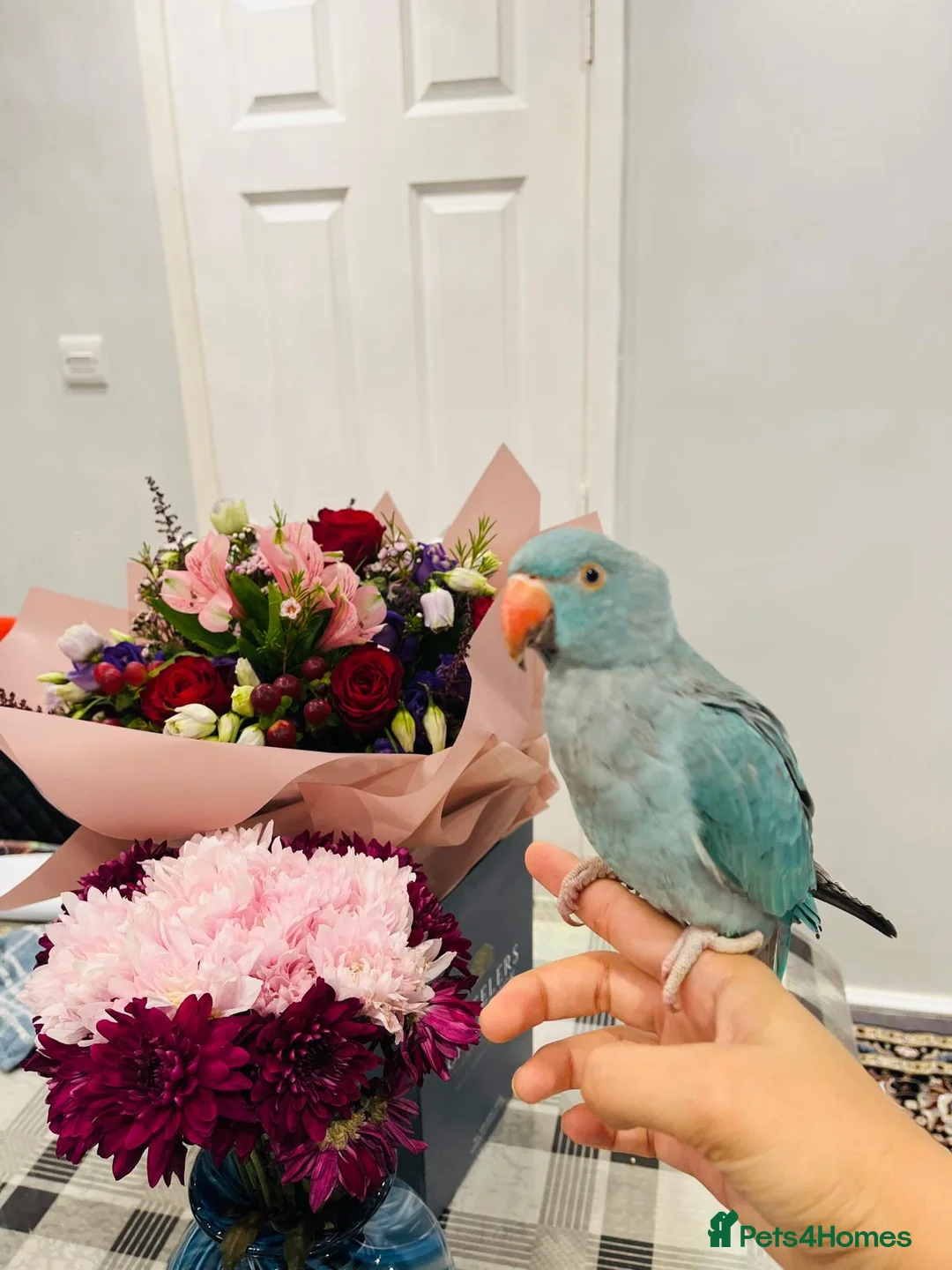 Ringnecks birds for sale: Blue Indian Ringneck - 8 Months Old - Full Setup in Milton Keynes - Advert 1