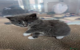 Maine Coon cats for sale: 3 maine coon cross kittens  - Image 14