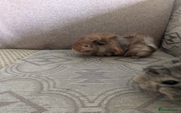 Guinea Pig rodents for sale: Guinea pig babies for sale  - Image 16