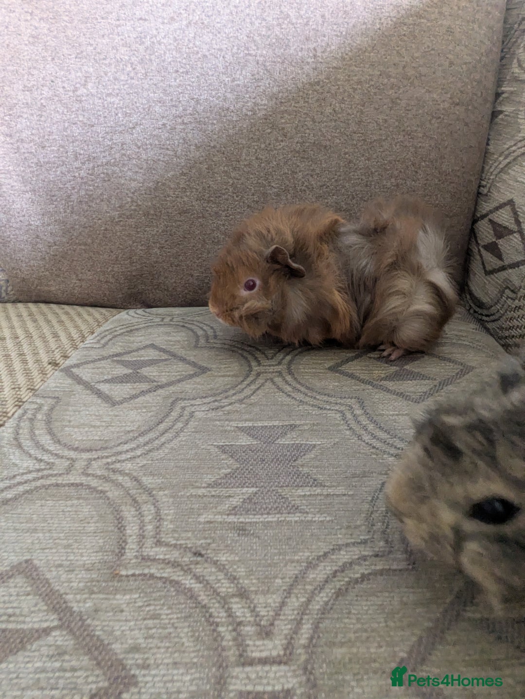Guinea Pig rodents for sale: Guinea pig babies for sale  - Image 16