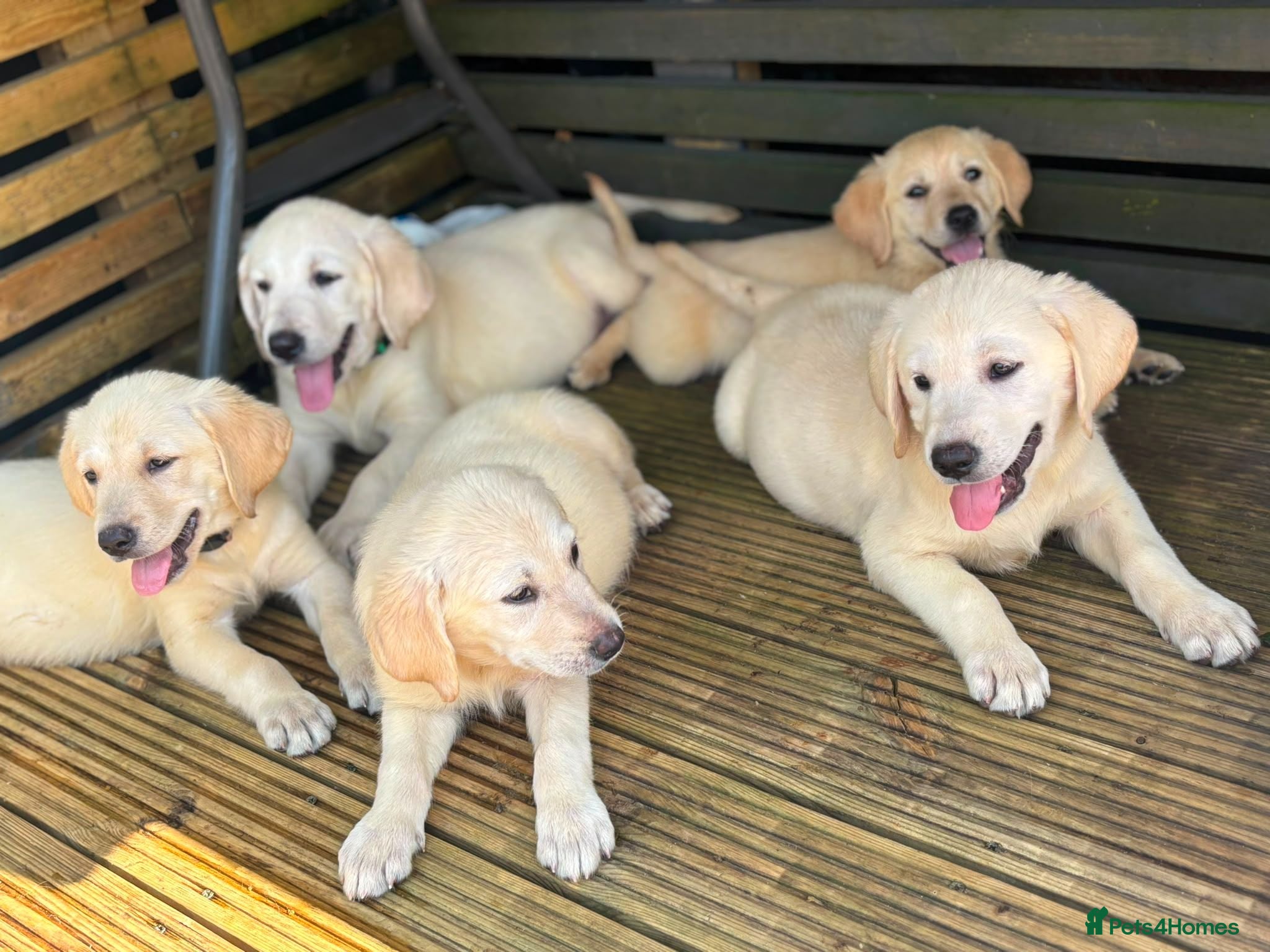Goldador dogs GOLDADOR PUPPIES READY FOR NEW HOMES - Advert 6