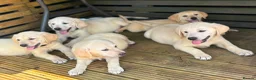 Goldador dogs for sale: GOLDADOR PUPPIES READY FOR NEW HOMES - Advert 2