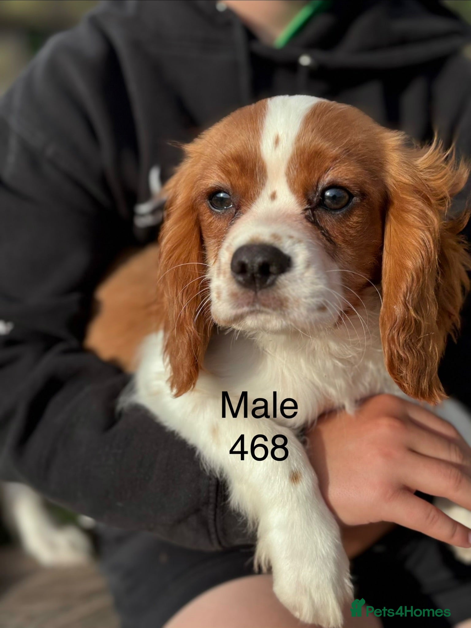 Cavalier King Charles Spaniel dogs Gorgeous chunky little puppies READY now - Advert 2