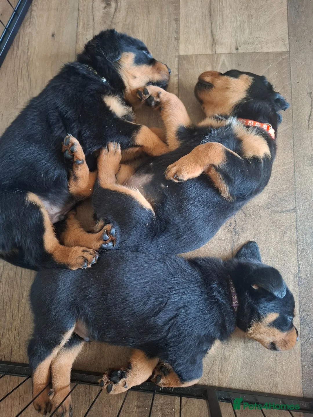Rottweiler dogs for sale: Forever home  in Plymouth - Advert 2