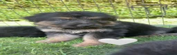 German Shepherd dogs for sale: Ready to leave NOW! 2 outstanding GSD puppies - Advert 4