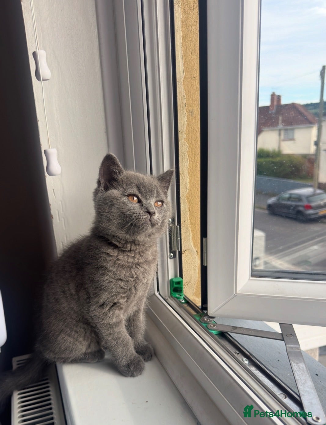 British Shorthair cats     British Shorthair Kittens – 3 Beautiful Girls - Advert 2