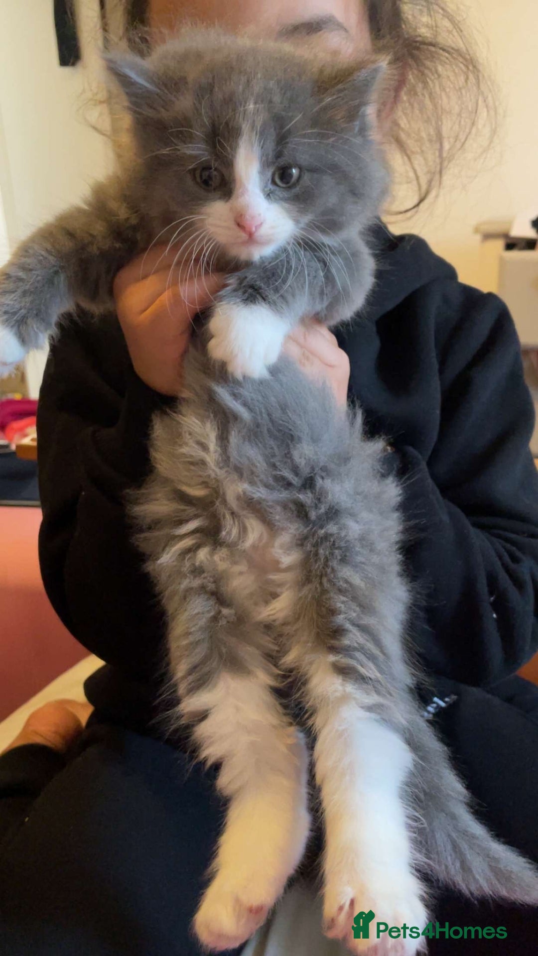 Mixed Breed cats for sale: Beautiful kittens  - Image 4