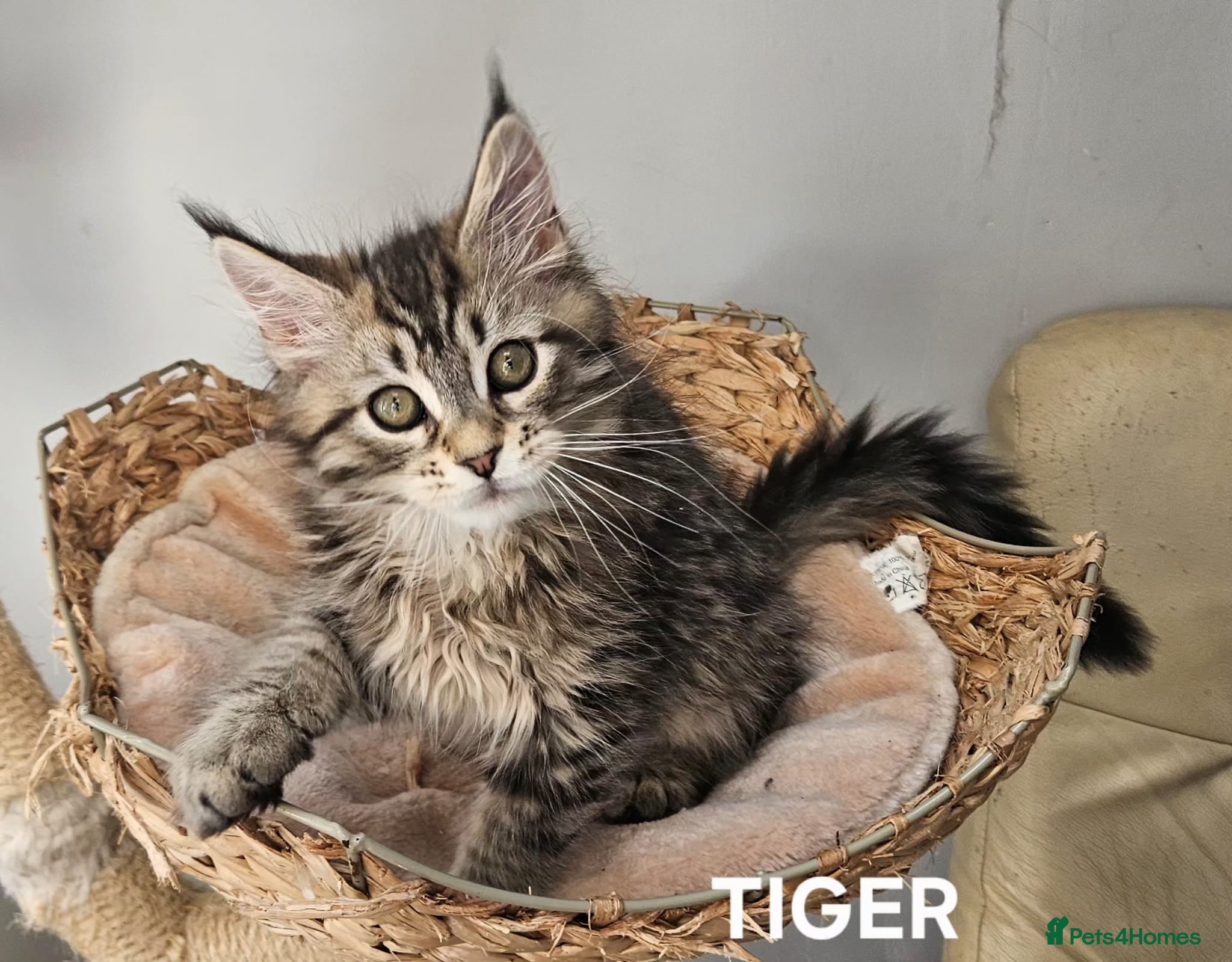Maine Coon cats Large Maine Coon kittens regd European bloodline  - Advert 1