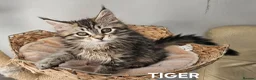 Maine Coon cats for sale: Large Maine Coon kittens regd European bloodline  - Advert 7