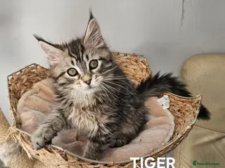 Maine Coon cats Large Maine Coon kittens regd European bloodline - Advert 3