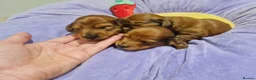 Miniature Dachshund dogs for sale: Pra clear-Beautiful miniature LG Dachshund pupps - Advert 6