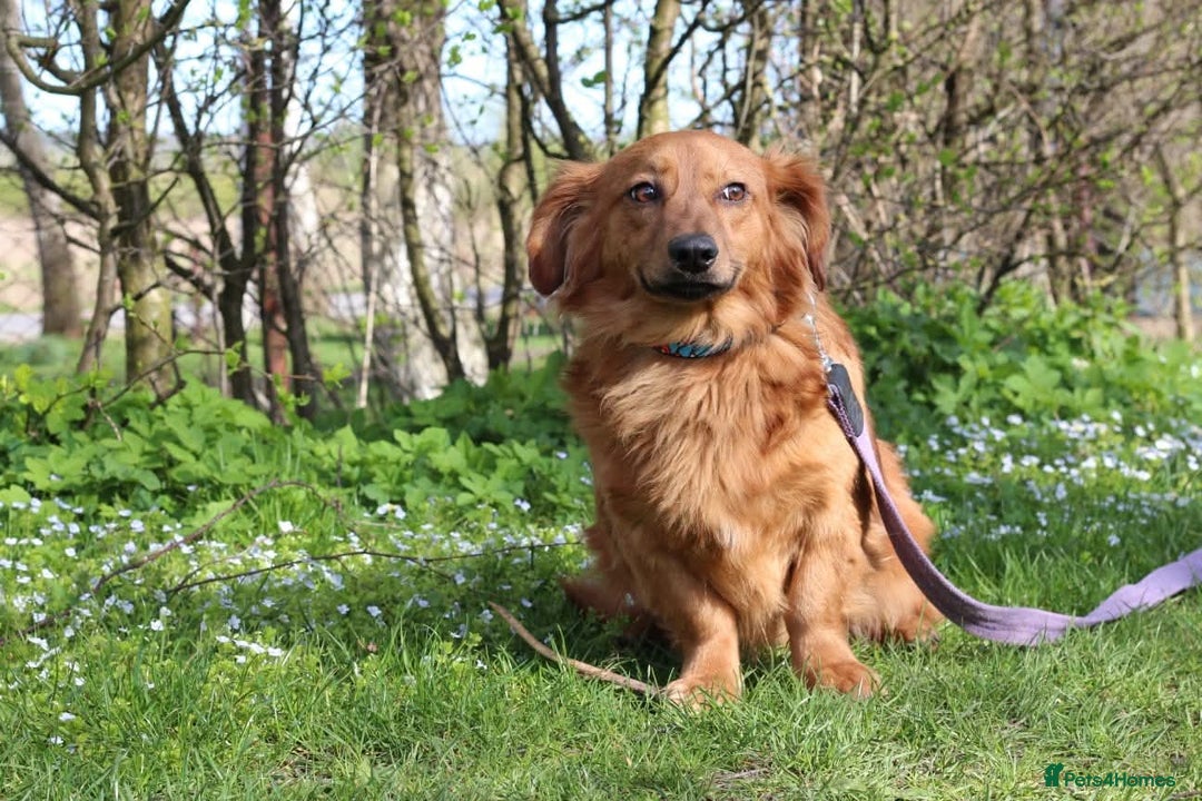 Mixed Breed dogs for adoption: 💖🐶 SANDY 🐶💖 - Image 33