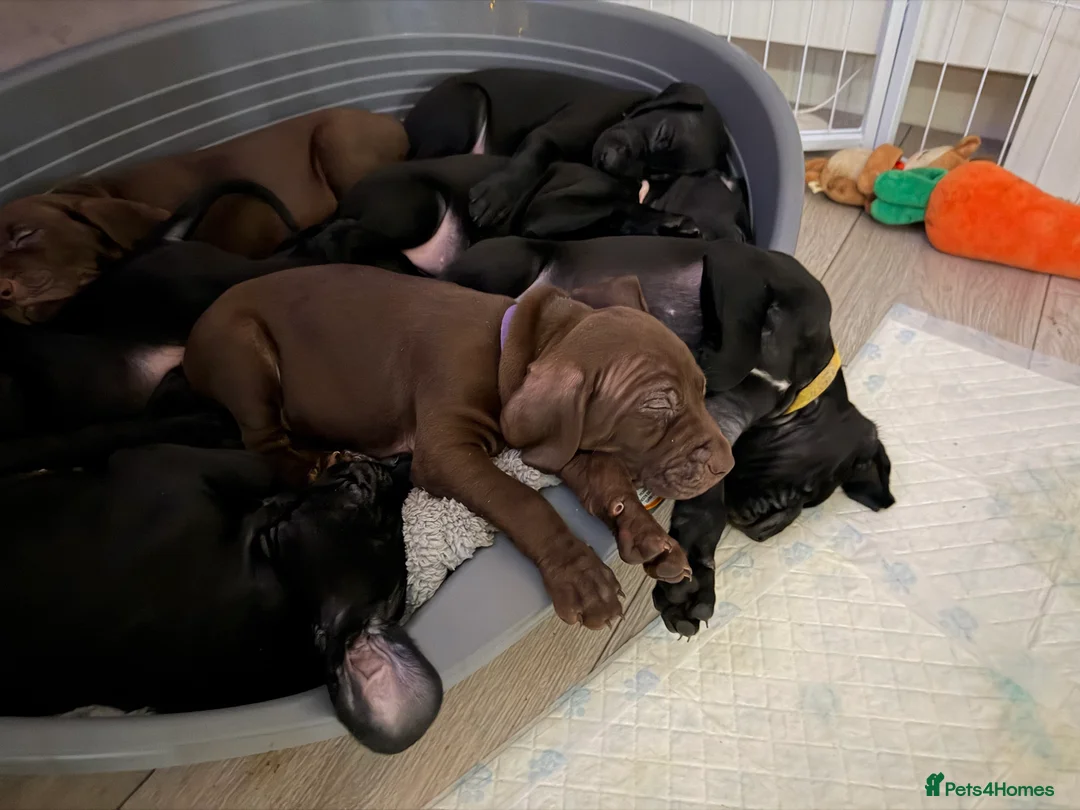 Mixed Breed dogs for sale: Vizmaraner puppies  - Advert 22