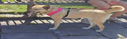 Mixed Breed dogs for adoption: ❤️TERRA❤️ – THE GIRL YOU WILL FALL IN LOVE in Oxford - Advert 5