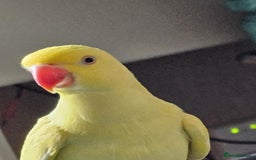 Ringnecks birds for sale: ringneck in Pontefract - Image 1