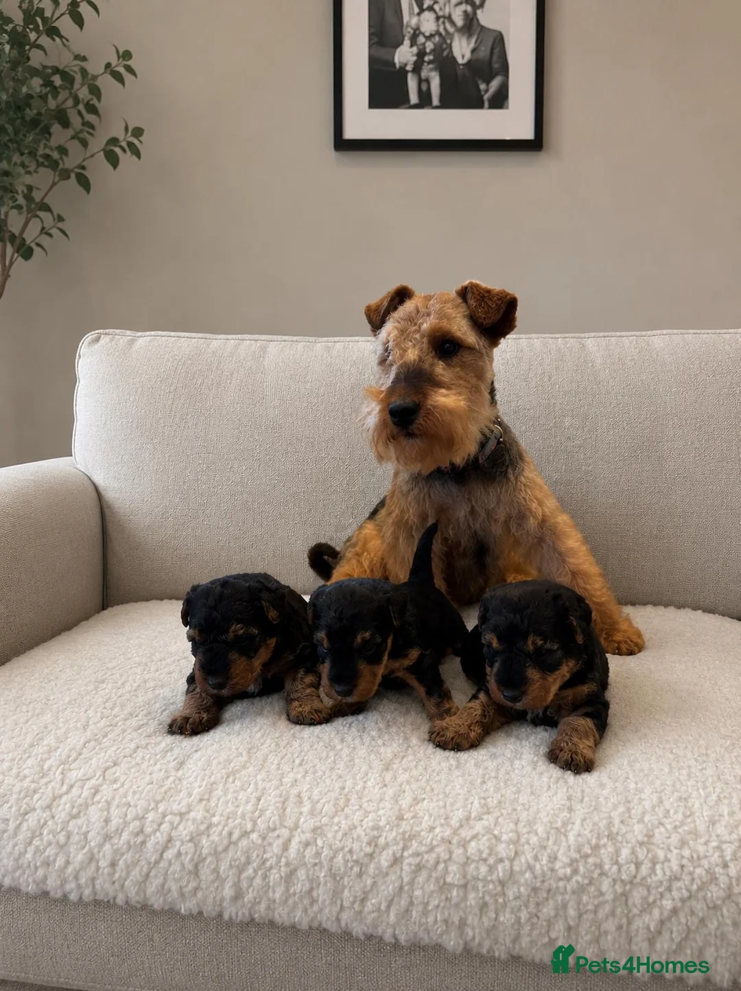 Welsh Terrier dogs for sale: Top quality Welsh terrier puppies  - Advert 1