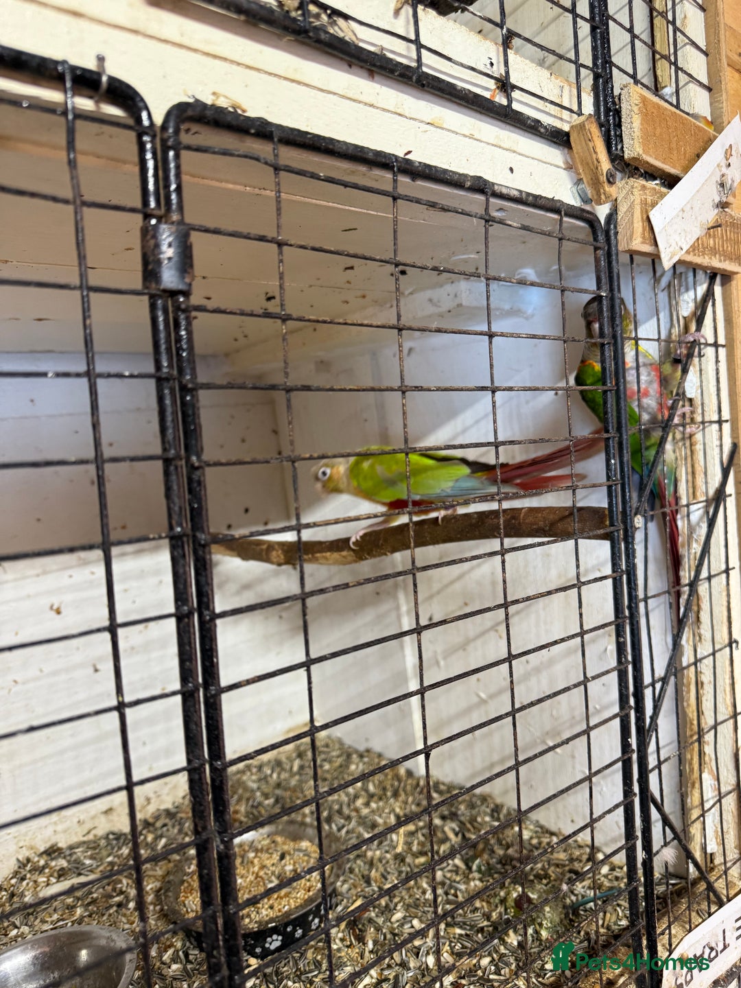 Conures birds for sale:  conures & lovebirds others - Image 5