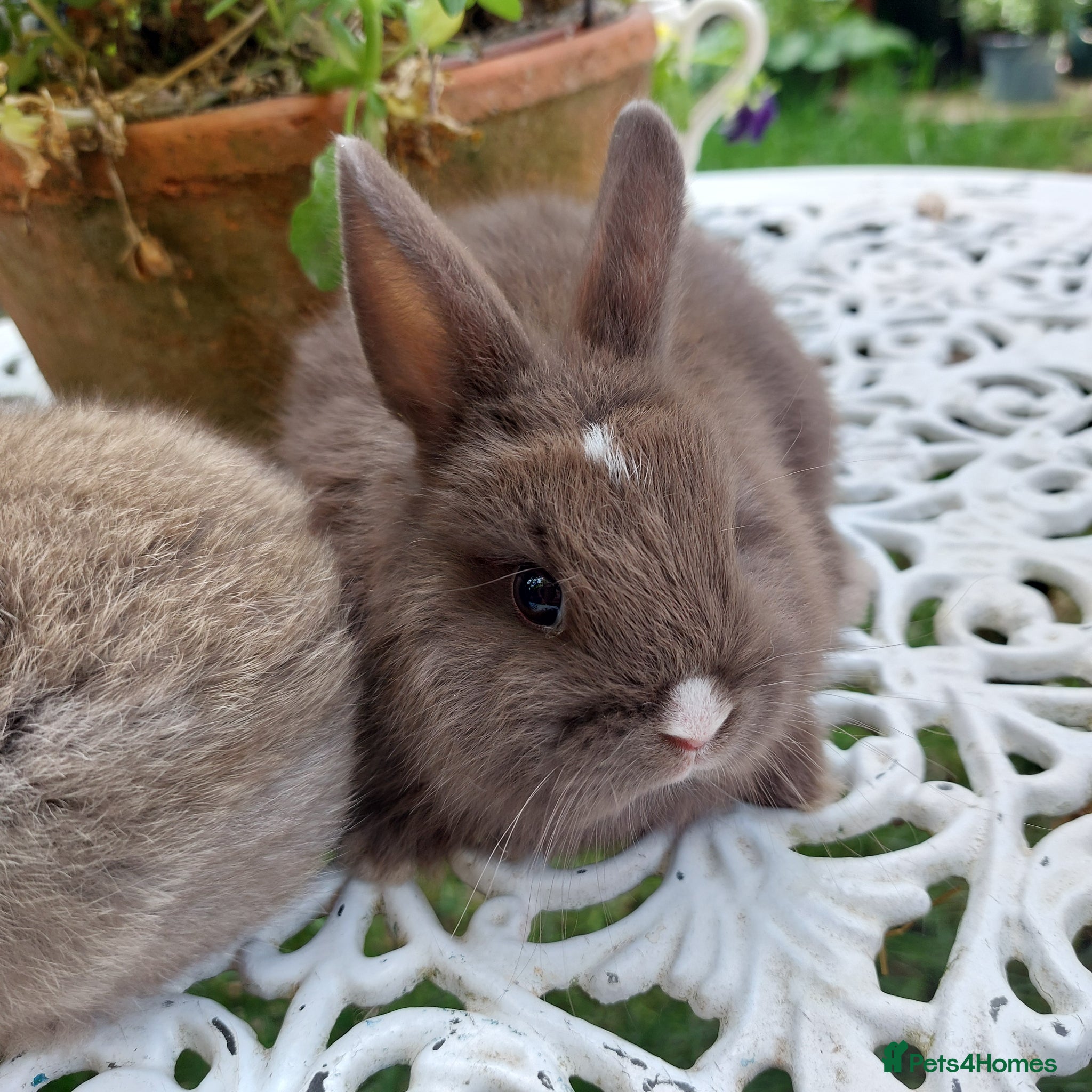 Netherland Dwarf rabbits for sale: NEATHERLAND DWARF BABIES  - Advert 3