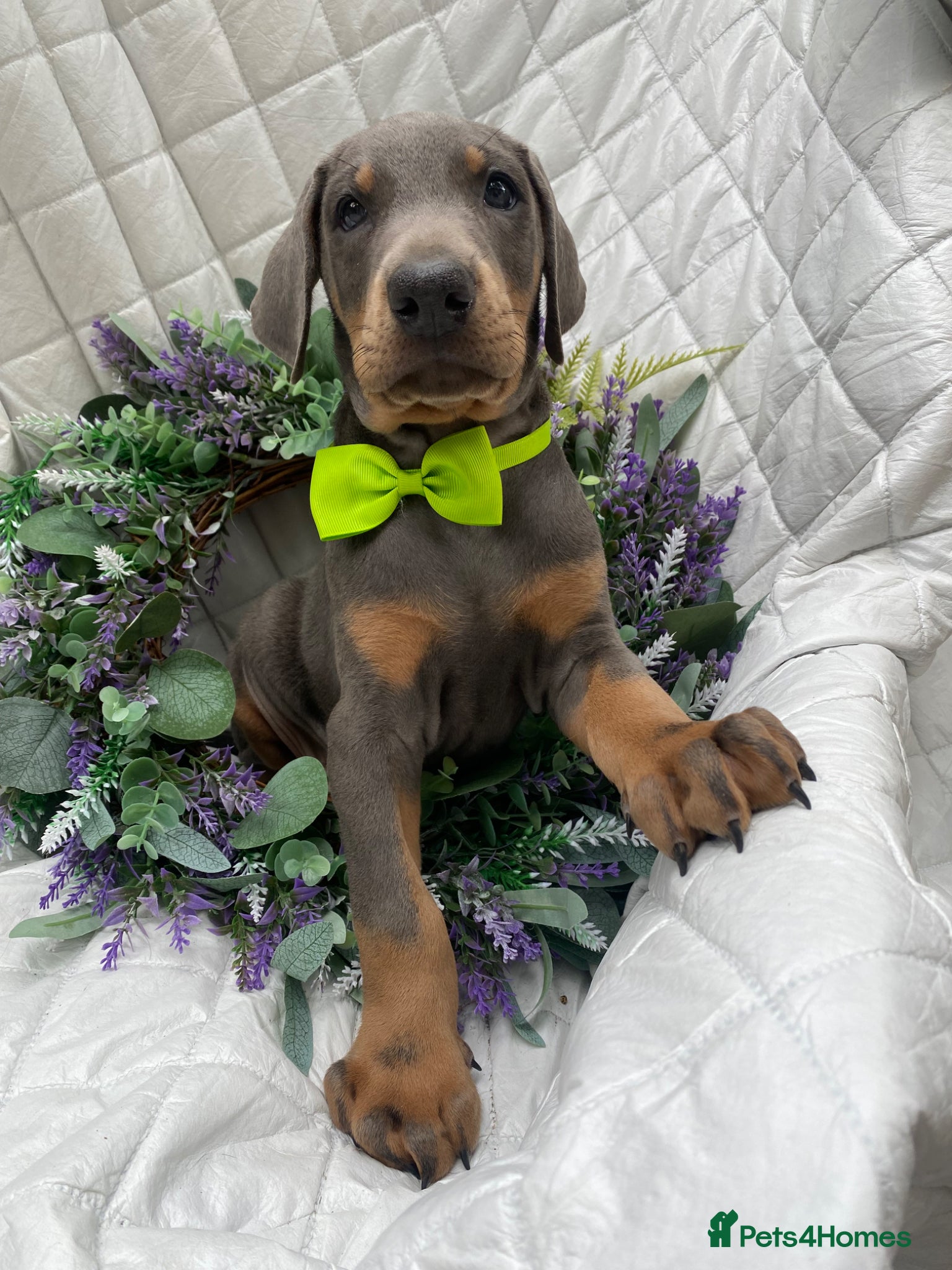 Dobermann dogs *KC REGISTERED* HEALTH TESTED DOBERMAN PUPPIES* - Advert 2