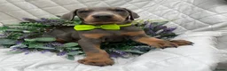 Dobermann dogs for sale: *KC REGISTERED* HEALTH TESTED DOBERMAN PUPPIES* - Advert 2