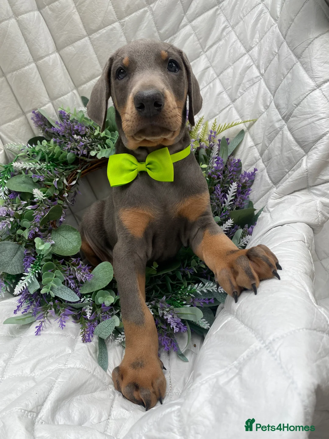 Dobermann dogs for sale: *KC REGISTERED* HEALTH TESTED DOBERMAN PUPPIES* - Advert 2
