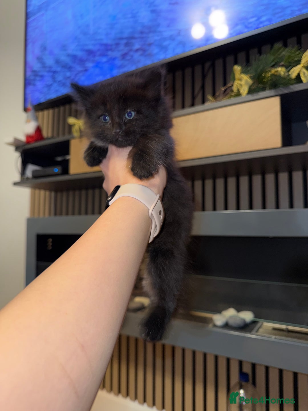 Siberian cats for sale: 6 beautiful Siberians kittens - Advert 12