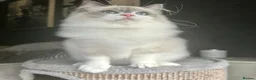 Ragdoll cats for sale: STUNNING BLUE BI COLOUR FEMALE AVAILABLE  - Advert 10