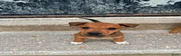 Mixed Breed dogs for sale: Jack Russell x Plummer puppies for sale - Advert 9