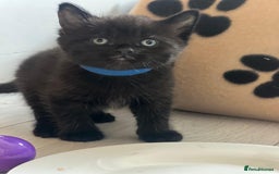 Mixed Breed cats for sale: Stunning kittens - Image 12