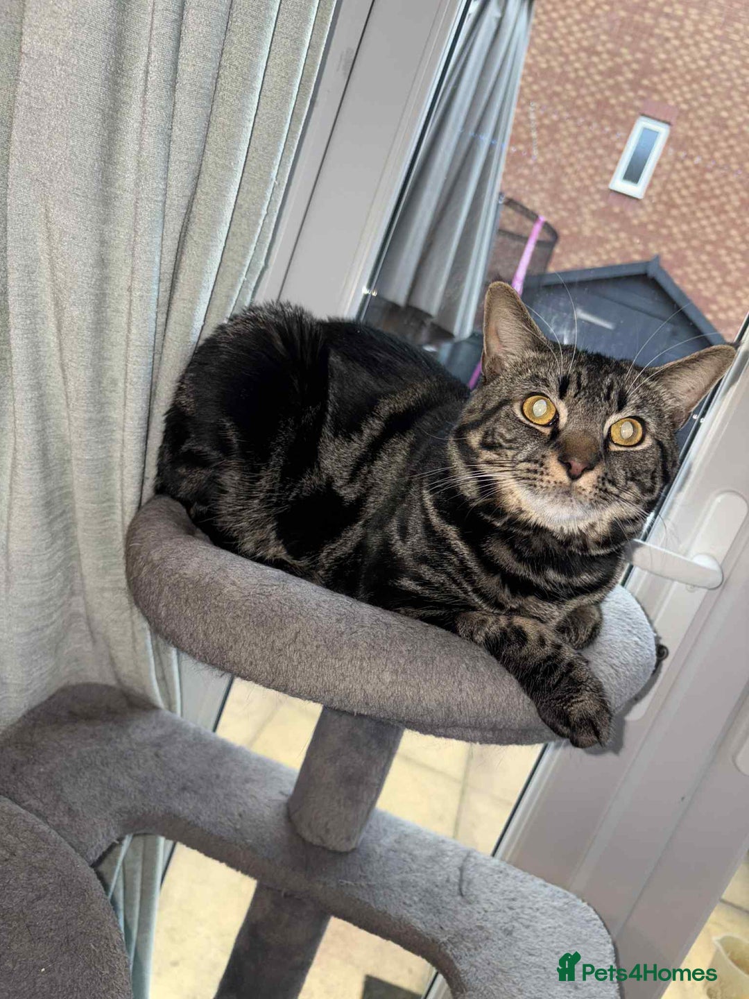 Mixed Breed cats for sale:  **   - Advert 3