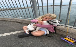 Mixed Breed dogs for sale: 7 month old whippet x collie blue merle girl - Image 2