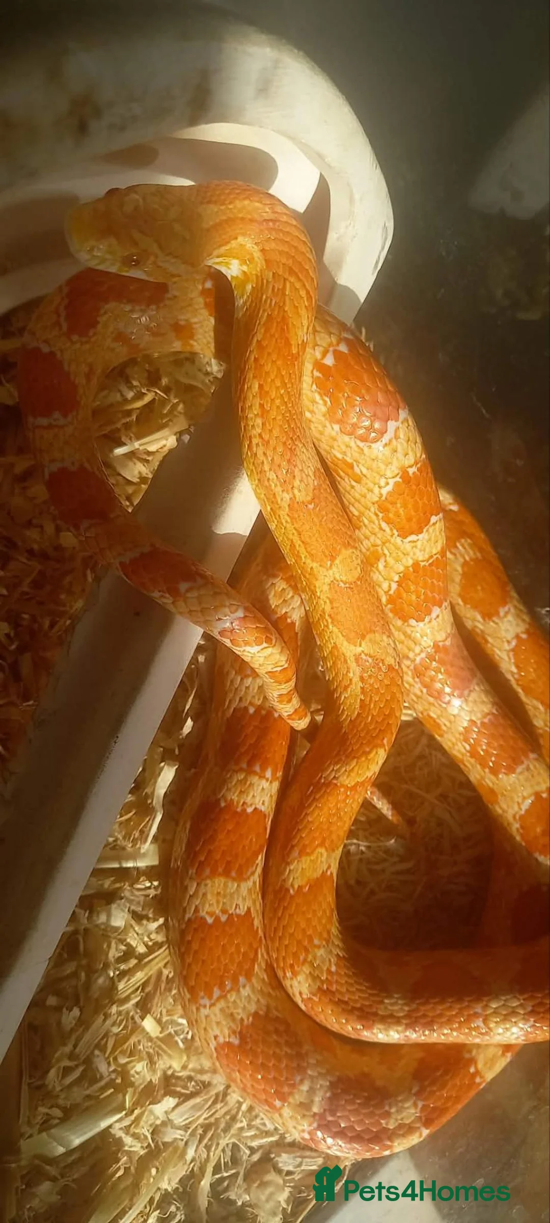 Corn Snake reptiles for sale: Albino corn snake in Barnsley - Advert 1