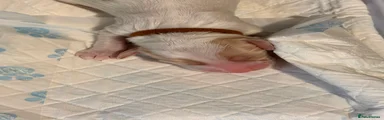 Cockapoo 1