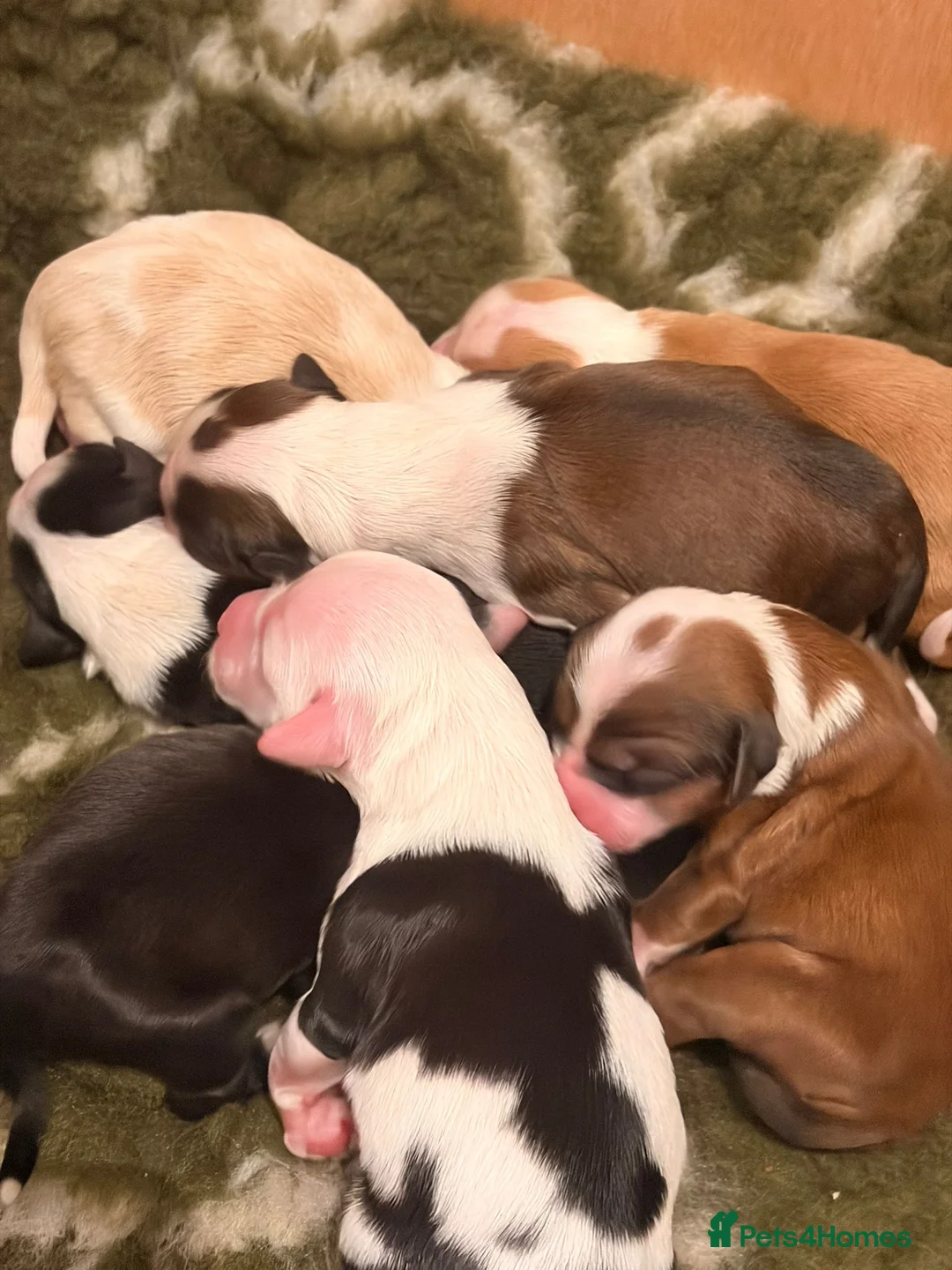 Tibetan Terrier dogs for stud: Excellent KC Reg Proven Tibetan Terrier for Stud in Oldham - Advert 6