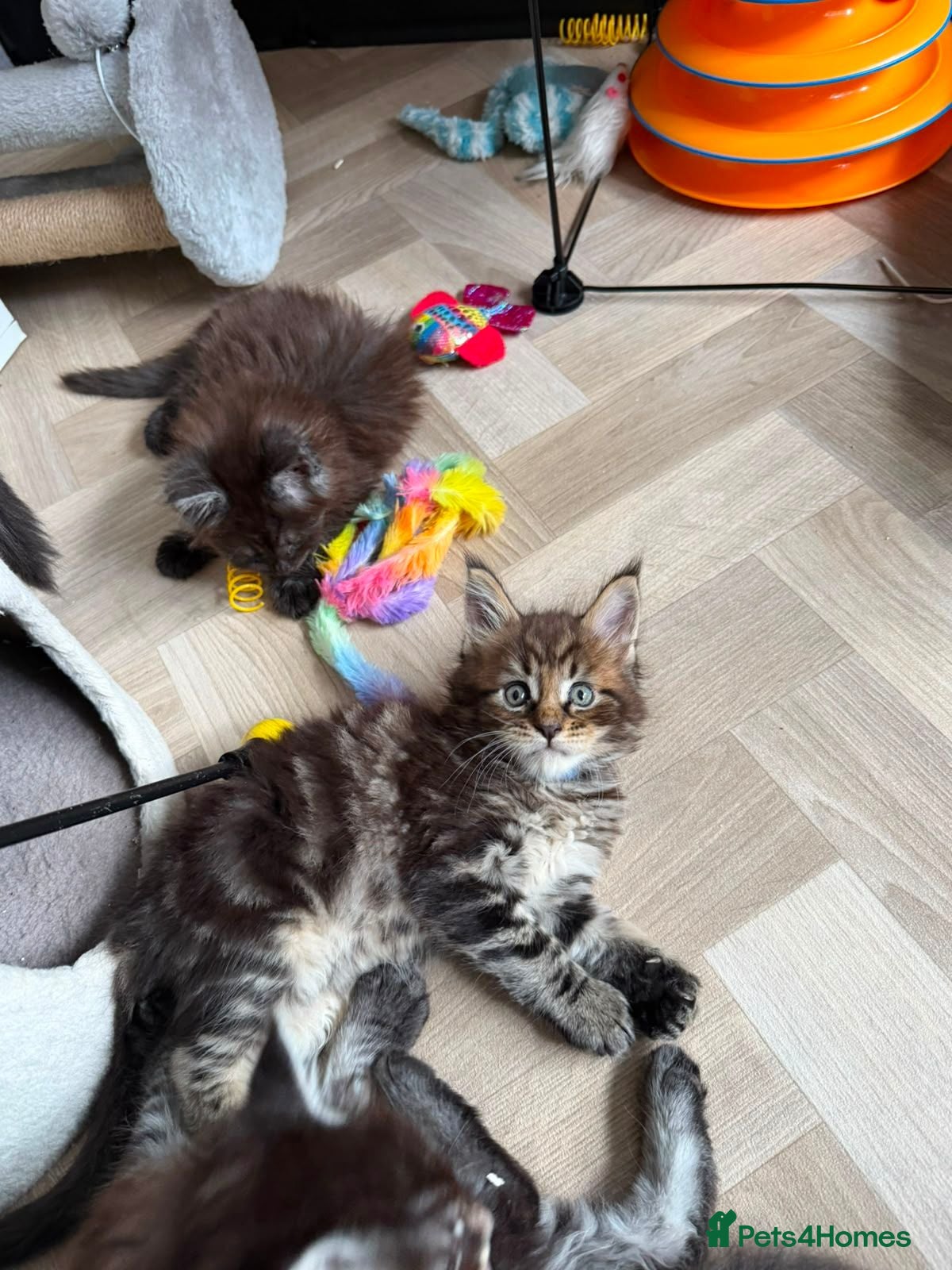 Maine Coon cats Maine Coon Registered TICA - Advert 2