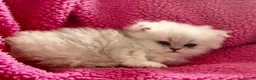 Persian cats for sale: Persian silver chinchilla kittens  - Advert 4