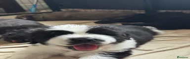 Angus (Kobe) 