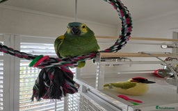 Parrots birds for sale: Blue Fronted Amazon  - Image 3