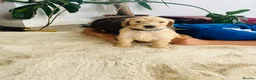 Double Doodle dogs for sale: Beautiful Litter of Double Doodles - Advert 12