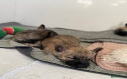 Cairn Terrier dogs for sale: Cairn terrier puppies - ready to go  - Advert 11