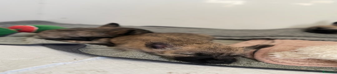 Cairn Terrier Puppy 2