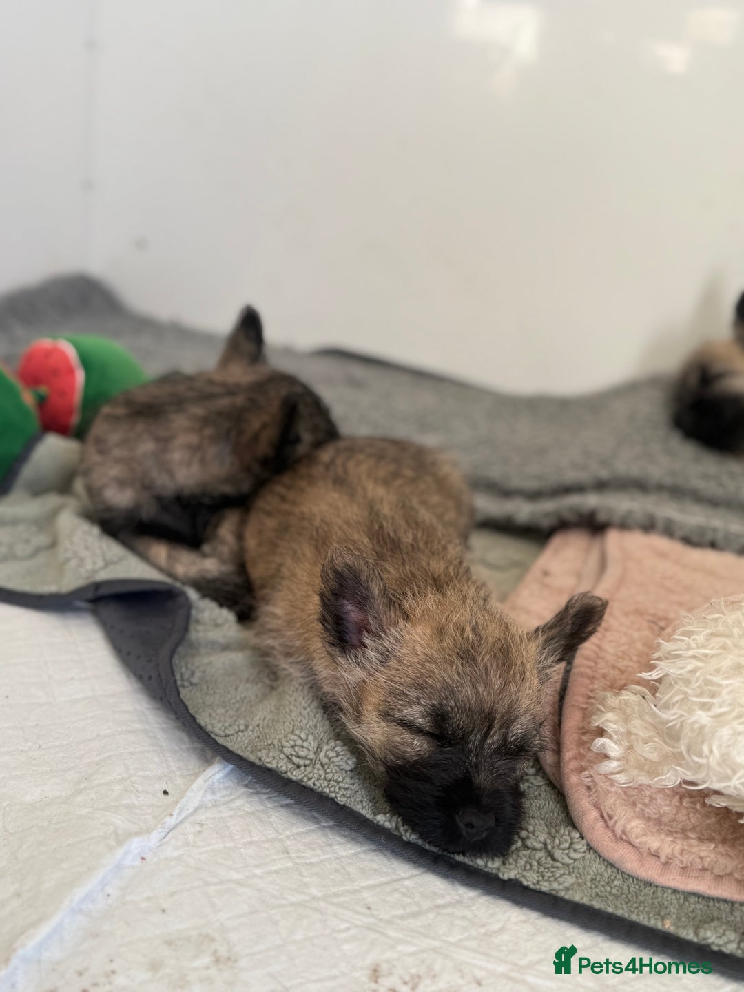 Cairn Terrier dogs for sale: Cairn terrier puppies - ready to go  - Advert 11