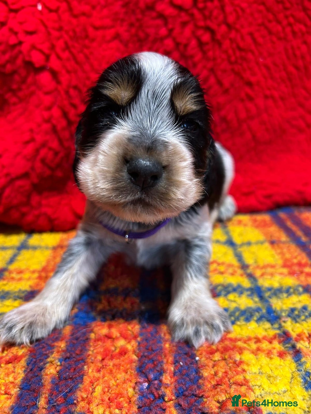 Cocker Spaniel dogs for sale: Kc Reg Cocker Spaniels parents DNA Clear  - Advert 7