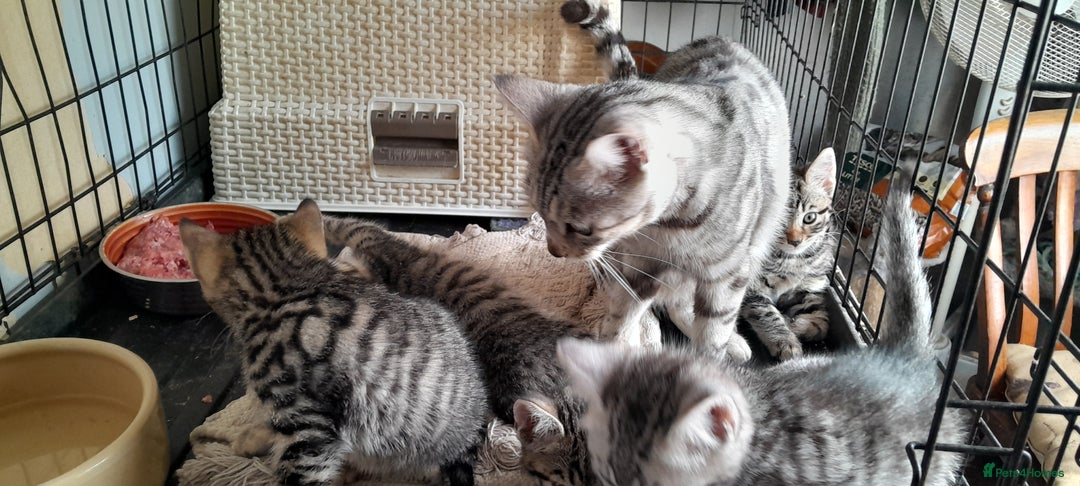 Bengal cats for sale: Bengal cross kittens - Image 3