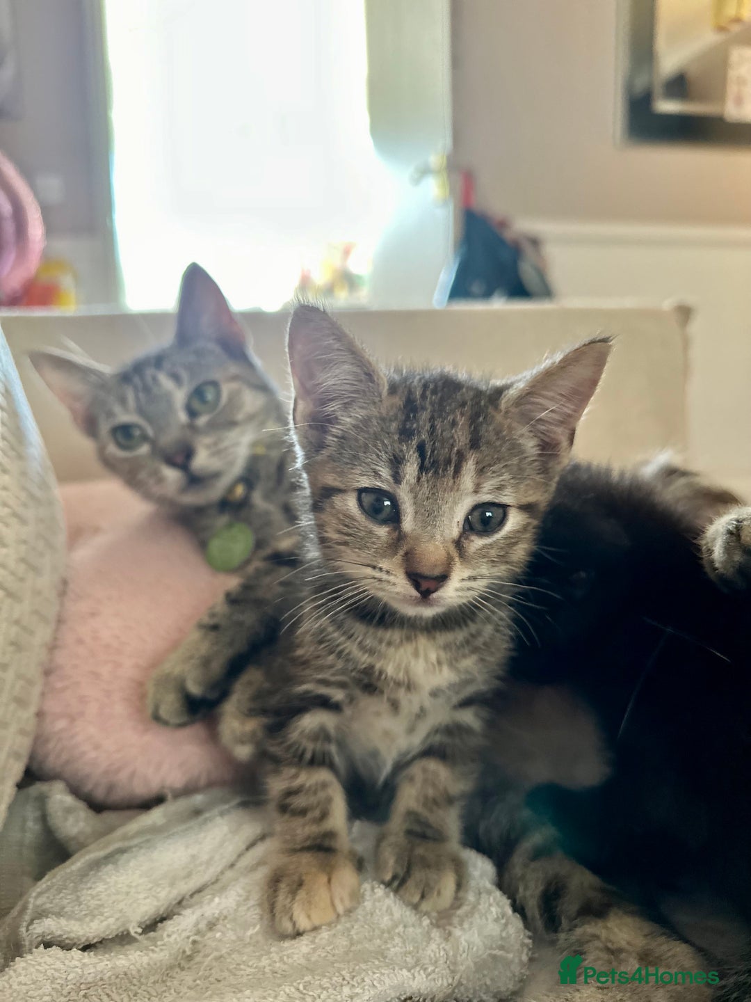 Mixed Breed cats for sale: Beautiful kittens - Image 2