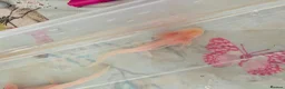 Axolotl reptiles for sale: Beautiful hypo baby Axolotls available last few  - Advert 40