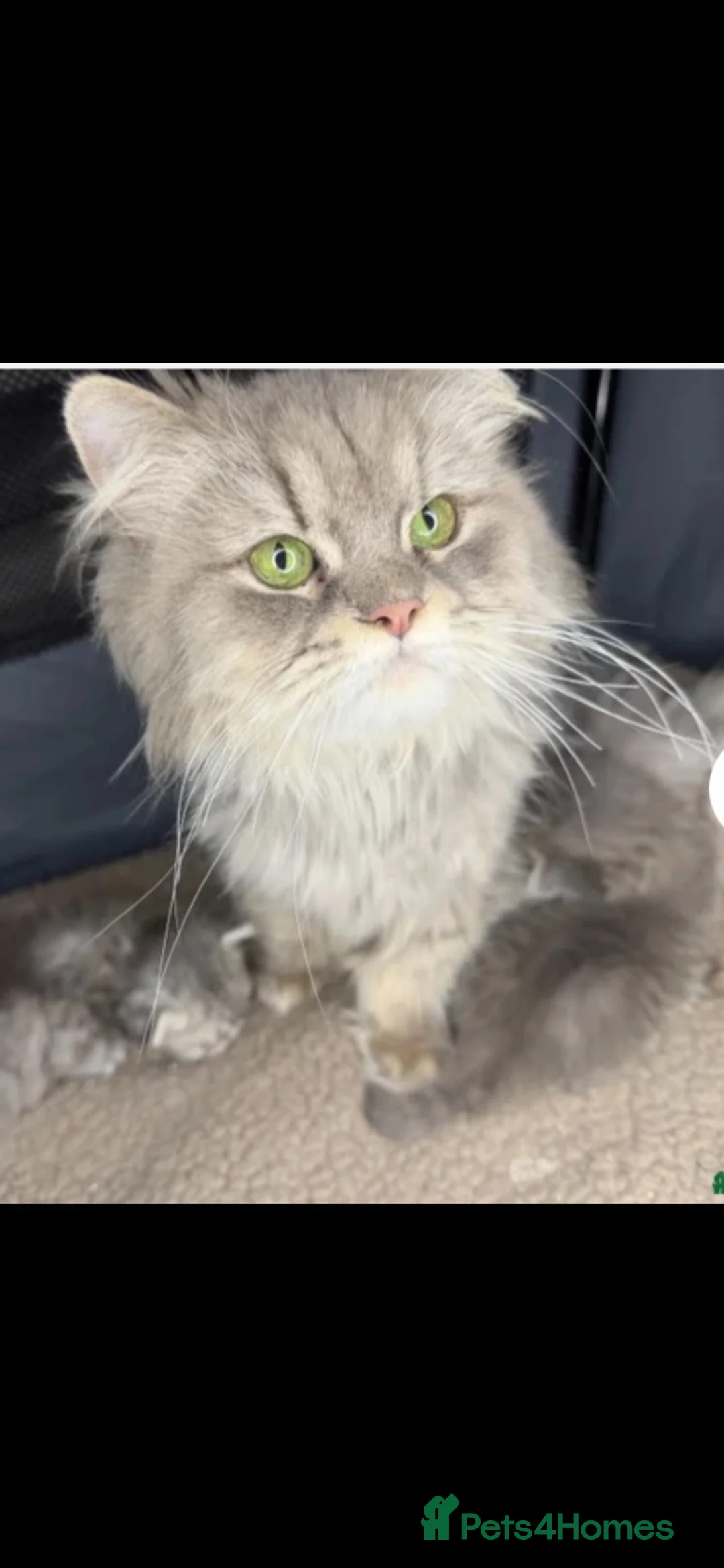Persian cats for sale: Beautiful Persian babies  - Advert 2