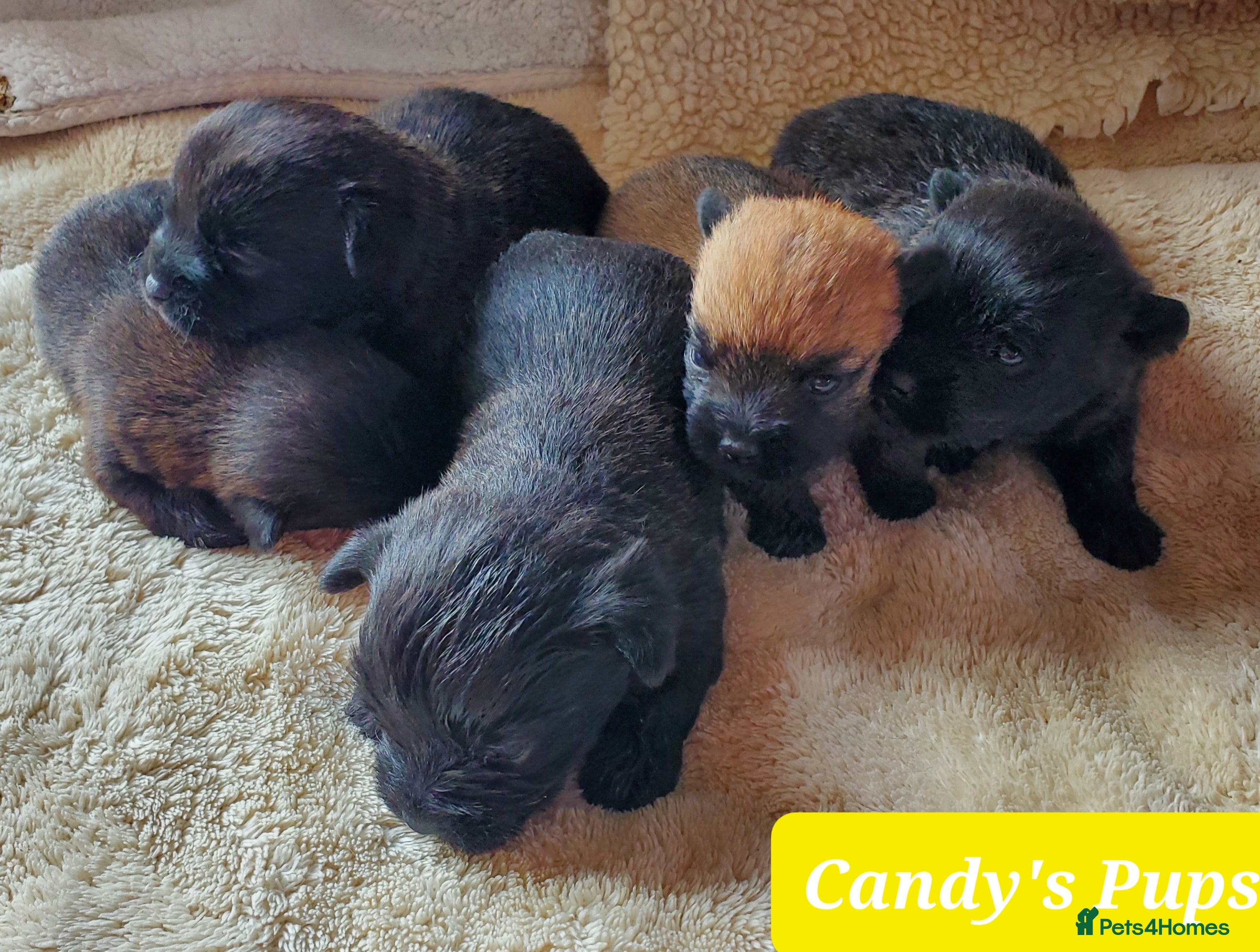 Mixed Breed dogs Beautiful Miss-hap litter - Advert 6