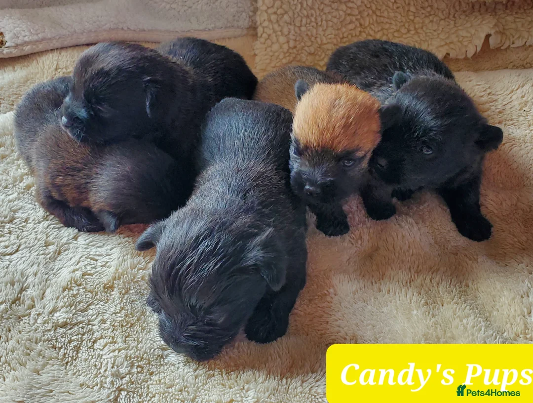 Mixed Breed dogs for sale: Beautiful Miss-hap litter - Advert 1